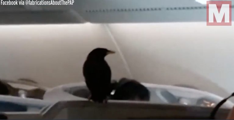 Un pájaro se cuela en el interior de un avión en pleno vuelo comercial