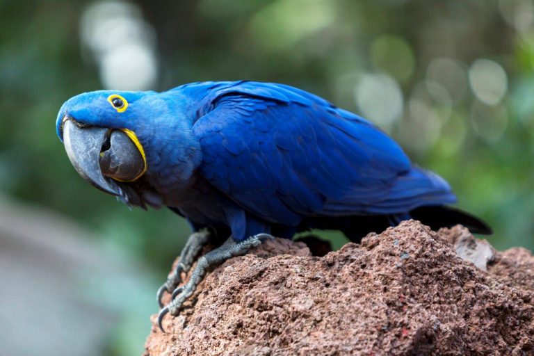 CANARIAS: Loro Parque presenta sus novedades en FITUR