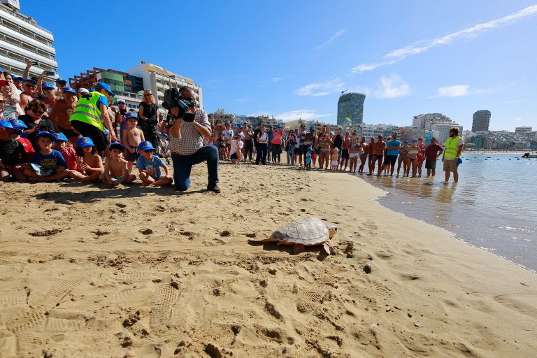 GRAN CANARIA: Poema del Mar devuelve una tortuga al océano en la playa de Las Canteras