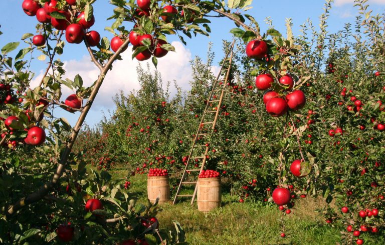 Azufre en agricultura