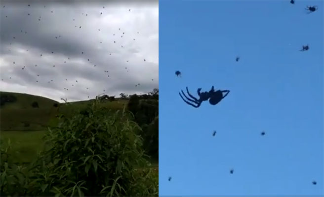 Las impresionantes imágenes de una lluvia de arañas que azotó Brasil