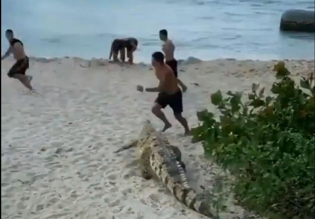 Un cocodrilo siembra el pánico en una playa colombiana