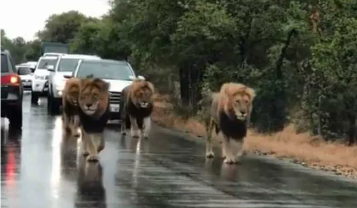 Cuatro leones sueltos siembran el caos en una carretera