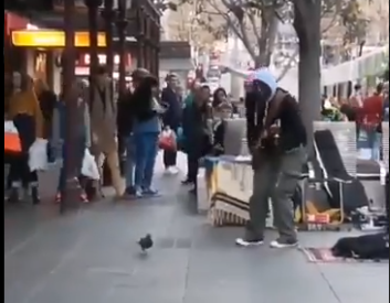 Viral: una paloma comienza a bailar mientras un músico toca en la calle