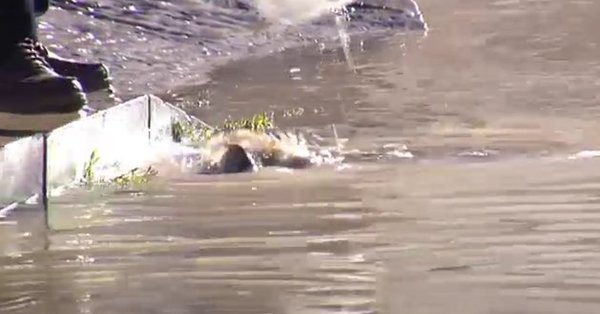 Recogen peces a mano en Miranda del Ebro tras desbordarse el río