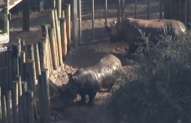 Herida una niña de dos años tras caer a la fosa de los rinocerontes