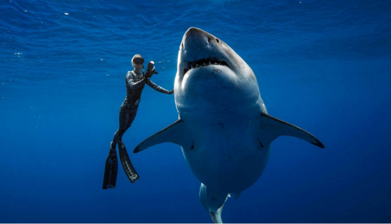 Un enorme tiburón blanco nada amistosamente junto a una submarinista en las costas de Hawaii