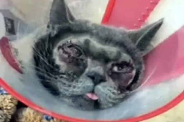 Una mujer se gasta más de 1.200 euros en cirugía estética para su gato porque pensaba que era feo