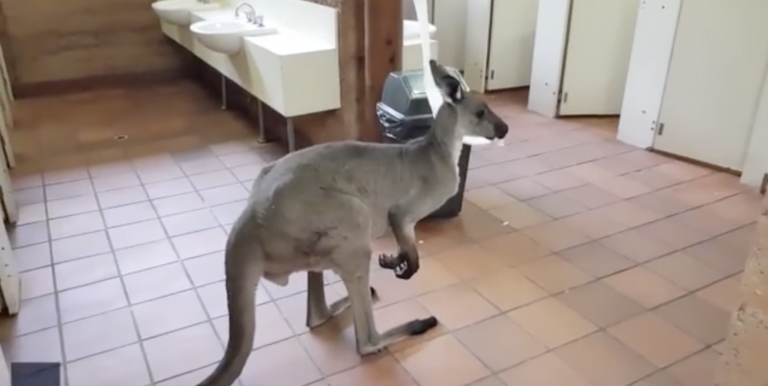 Entra en un baño público y se encuentra…¡un canguro comiéndose el papel higiénico!