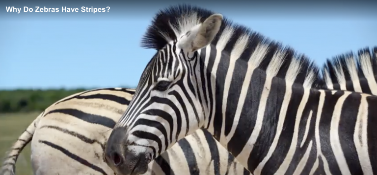 La sorprendente revelación científica de para qué sirven las rayas de las zebras