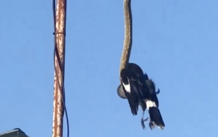 Viral: una pitón caza un pájaro desde una antena de TV