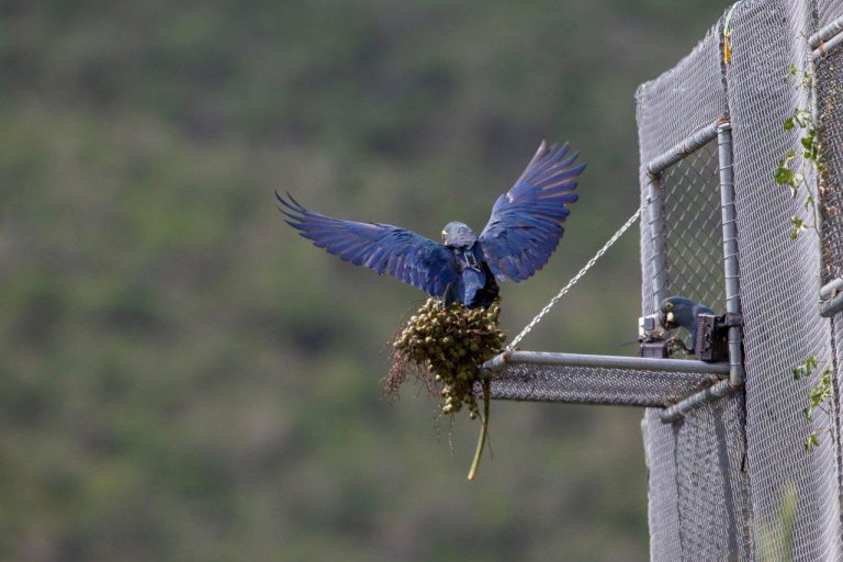 TENERIFE: Loro Parque Fundación logra que 6 loros en peligro de extinción nacidos en Tenerife vuelen en su medio natural en Brasil