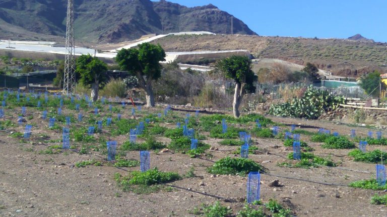 LA ALDEA DE S. N.: El ayuntamiento reforesta dos espacios con 1.400 plantas