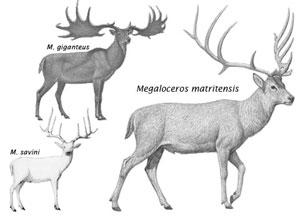 Identifican una especie de ciervo gigante que vivió en el Manzanares durante el Pleistoceno