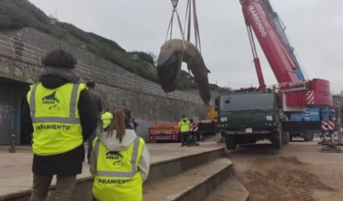 Retiran el cadáver de una ballena de 30 toneladas varada en una playa del País Vasco