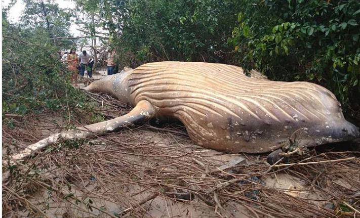 Encuentran una ballena de más de 10 metros en plena jungla amazónica