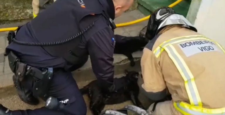 Bomberos gallegos reaniman a seis gatos tras un incendio