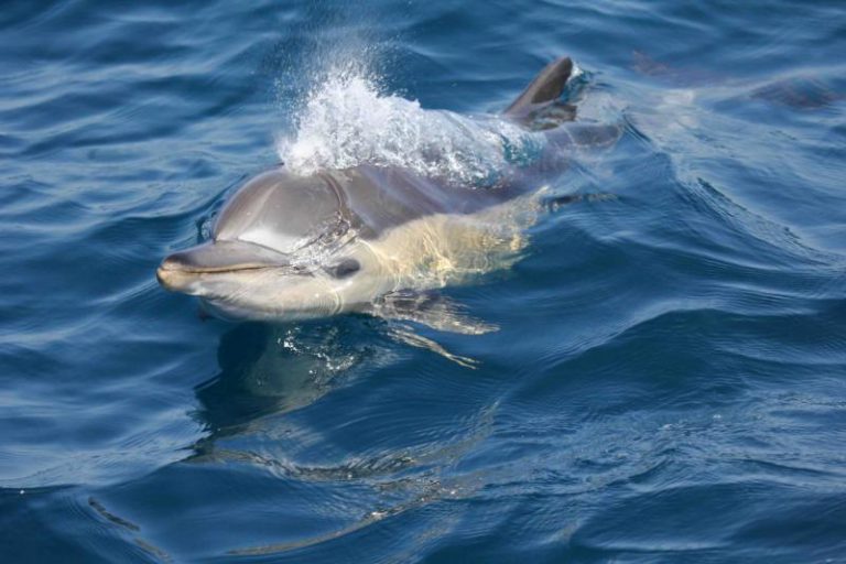 Hallan altos niveles de plastificantes en delfines en el mar de Alborán