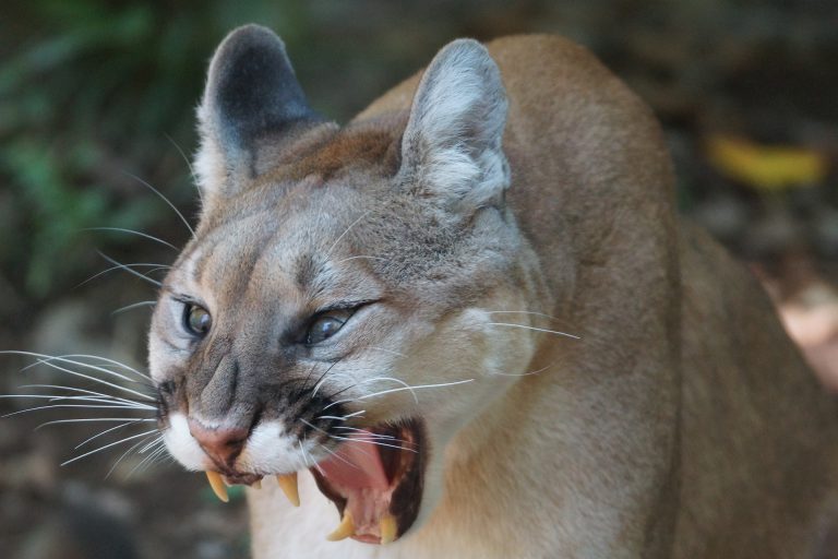 Una mujer media en una pelea entre dos supuestos perros sin saber que uno era un puma