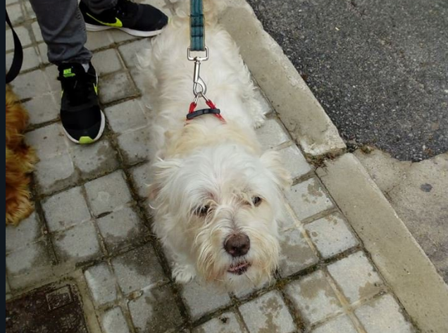 Los dueños de los perros en Palma deberán llevar una botella de agua para diluir la orina de los animales en la calle