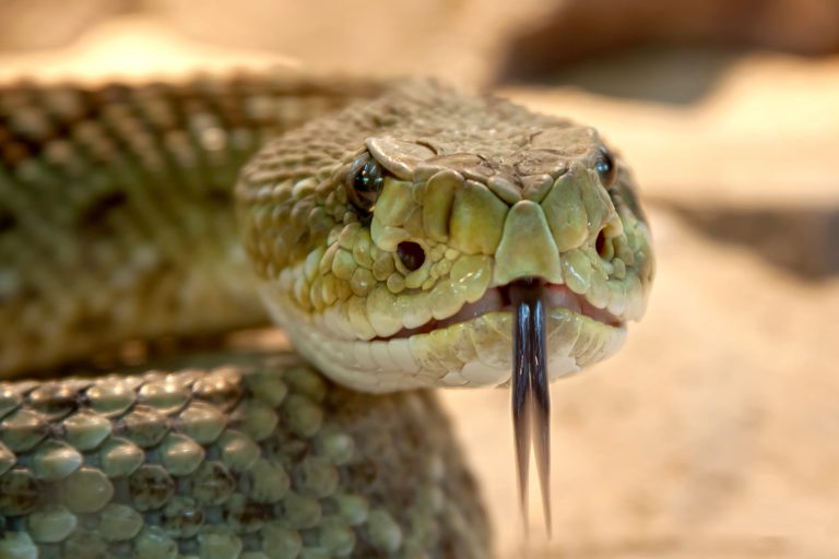 La Policía indonesia reconoce haber utilizado una serpiente en sus interrogatorios