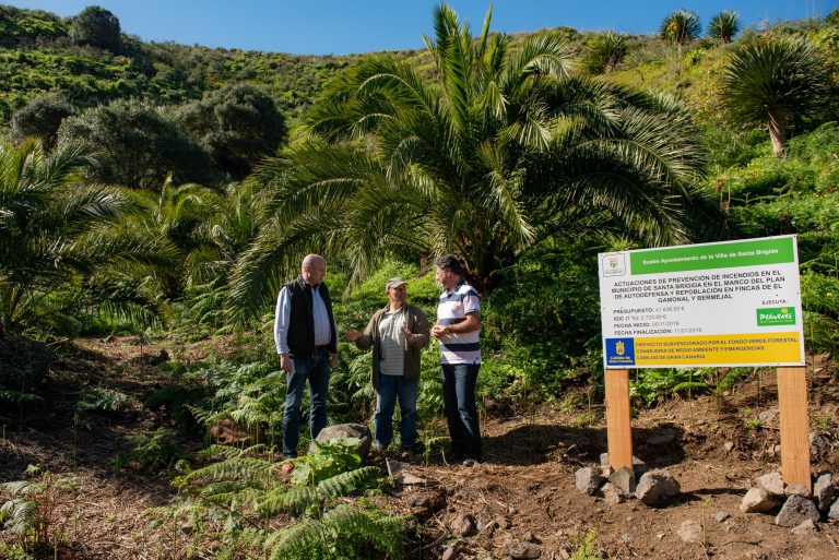 SANTA BRIGIDA:Cerca de 2.000 nuevos árboles cobran vida en Santa Brígida gracias al programa del Fondo Verde Forestal