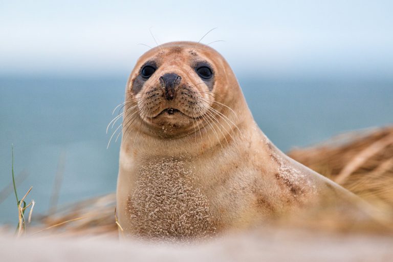 Se busca al dueño de un USB encontrado en el excremento congelado de una foca