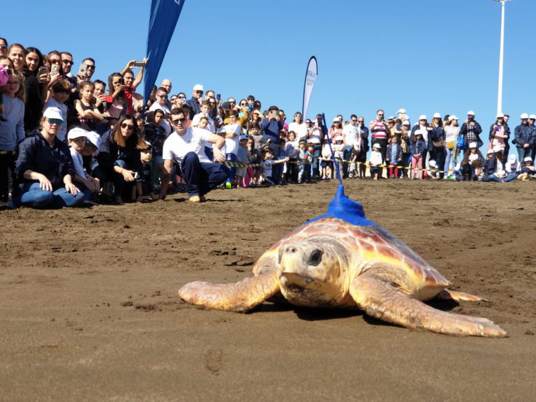 GRAN CANARIA: El Cabildo libera en Melenara una tortuga con un dispositivo de seguimiento que fue encontrada con el estómago lleno de plásticos