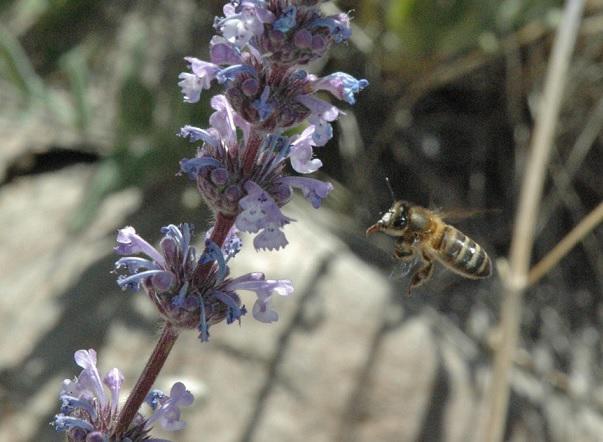 Introducir abejas domésticas perjudica a los polinizadores nativos y los ecosistemas