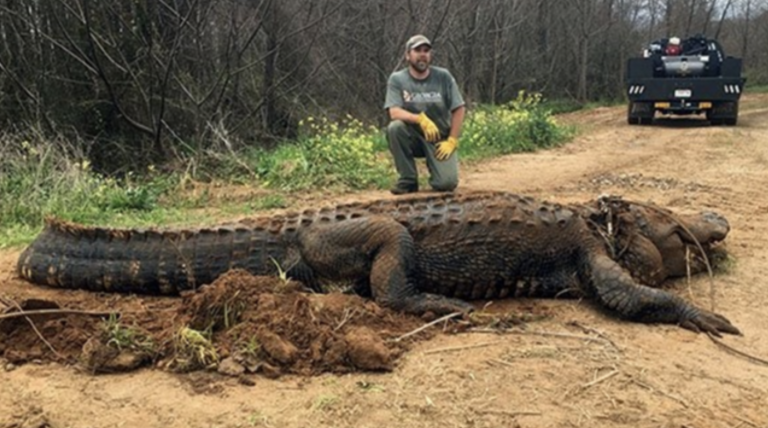 Capturan un cocodrilo de tres toneladas en Estados Unidos