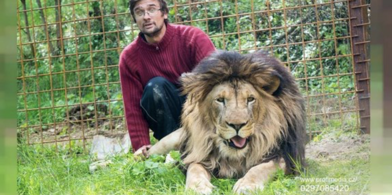 Muere atacado por un león al que criaba en secreto en su casa