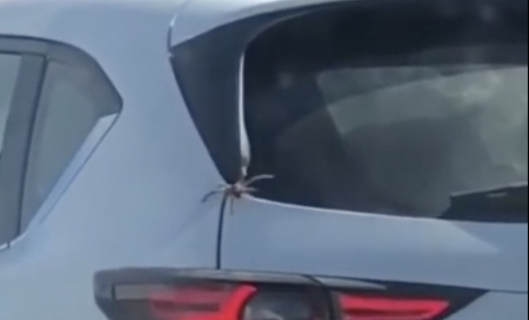 Una araña gigante se cuela en un coche cuando para en un semáforo