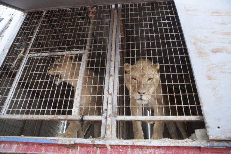 Extremadura, octava región en prohibir los circos con animales salvajes