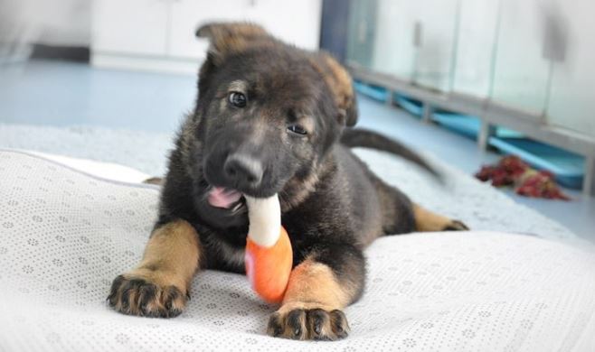 China comienza a entrenar a su primer perro policía clonado