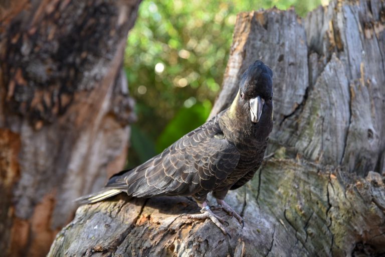 TENERIFE: Loro Parque exhibe, por primera vez, todas las especies  de cacatúas del mundo