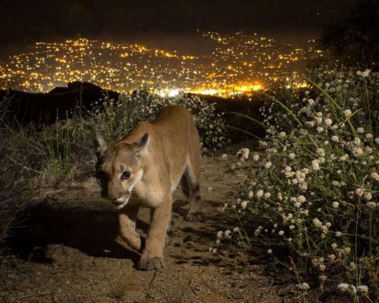 El puma podría extinguirse localmente al sur de California en 50 años