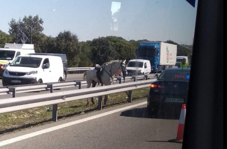 Un caballo en libertad provoca el caos en un autovía de Madrid al invadir la calzada