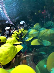 Loro Parque Celebra Dia Mundial Vida Silvestre 02