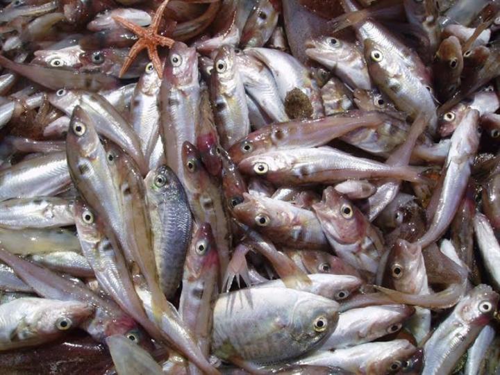 El cambio climático reduce al menos un 15% la pesca en España desde 1930