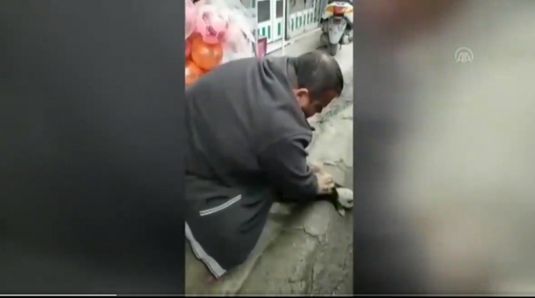 Un hombre realiza el ‘boca-hocico’ a un perro moribundo que encontró en la calle y logra salvarle la vida