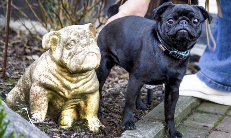 Embargan al perro de una familia por impago y lo venden por eBay