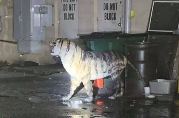 La estatua de un tigre deja «en estado de shock» a un policía