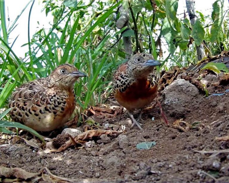 El torillo andaluz, extinto en España, se refugia en una región agrícola de Marruecos