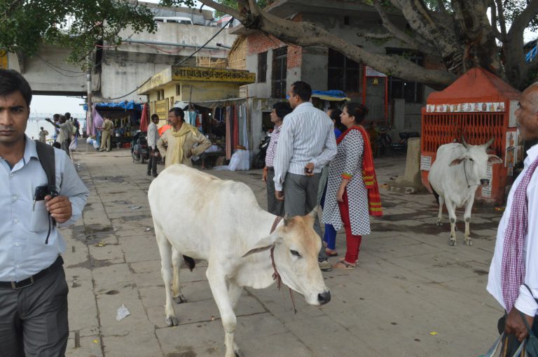 Un hindú compra carne mal etiquetada de vaca y reclama un viaje purificador a la India