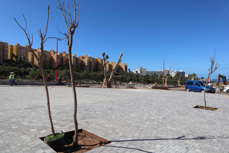 LAS PALMAS DE G.C.: Finaliza el trasplante de 25 árboles de la avenida Blas Cabrera Felipe