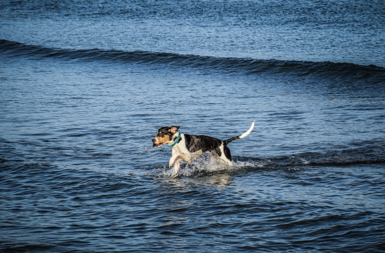 Encuentran a un perro nadando a más de 200 kilómetros de la costa