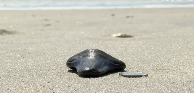 Una niña encuentra un diente de megadolón en una playa de Estados Unidos