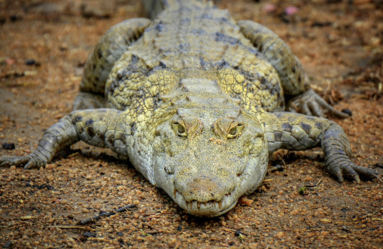 Se refugia en una nevera durante 12 horas tras el ataque de un cocodrilo