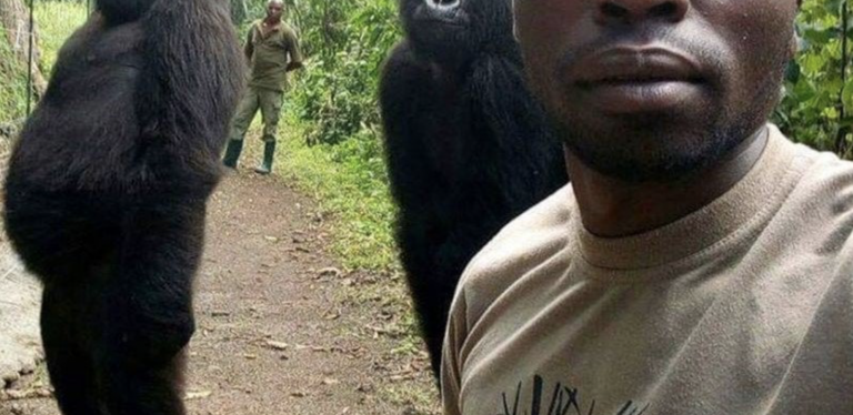 Dos gorilas posan como personas en el selfie de un guarda forestal