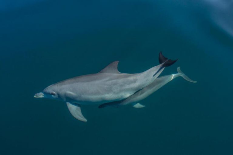 El cambio climático amenaza la supervivencia de los delfines